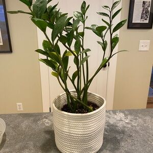 Braided Cotton Basket (plant not included)